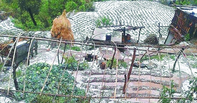 winter-rain-causes-damages-to-crops